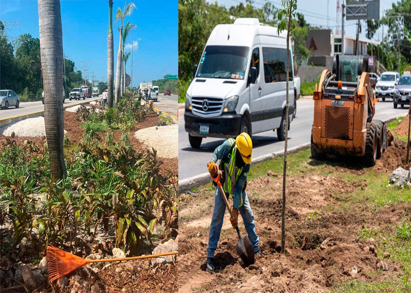 Gobierno municipal reforesta camellón de la carretera federal