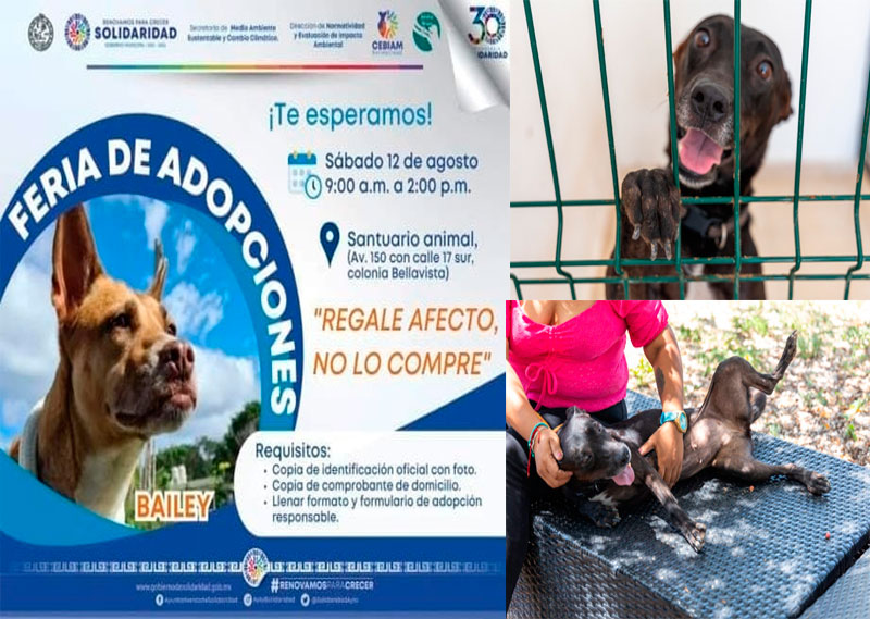 En Solidaridad se da trato digno y se promueve la adopción canina