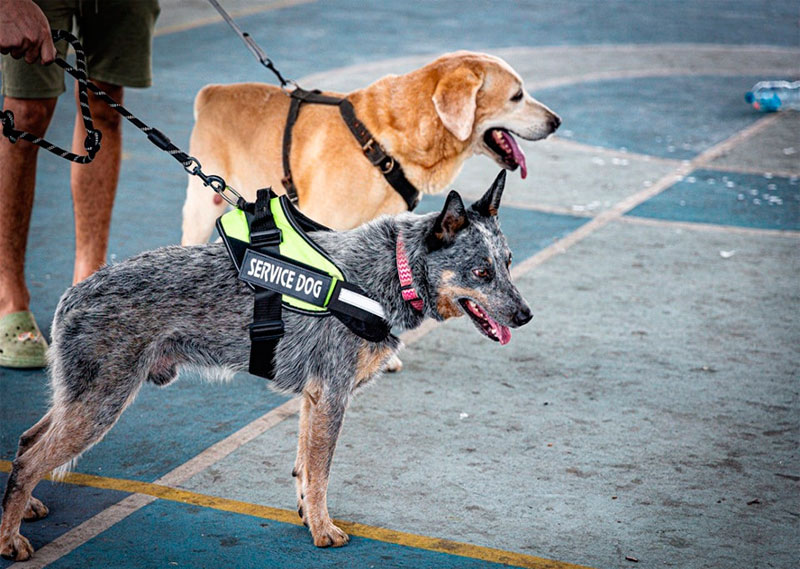 Realizan por primera vez, censo canino y felino en Solidaridad