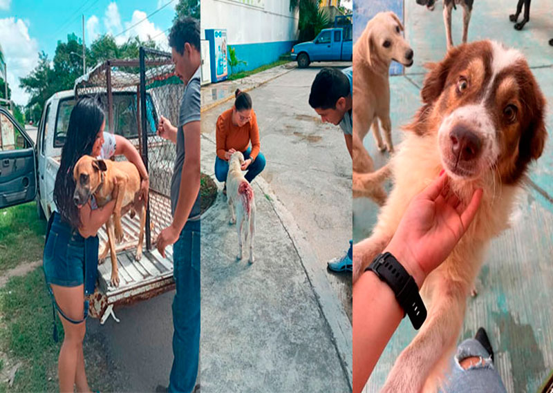 Centro de Bienestar Animal en Felipe Carrillo Puerto rehabilita exitosamente a caninos y felinos en situación de calle